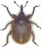 Rhinusa tetra